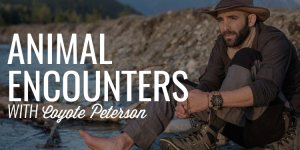 Animal Encounters | COYOTE PETERSON